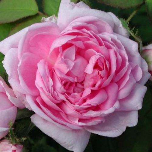 E-commerce, vendita, rose, in, vaso rose muscose - rosa - Rosa Marie de Blois - rosa intensamente profumata - M. Robert - Marie de Blois ha fiori rosa ciliegia con toni color malva e un retrogusto più chiaro. Crescendo in grappoli i fiori sono grandi, pie
